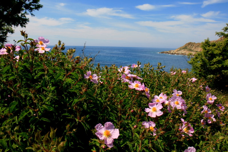 view with pink cistus