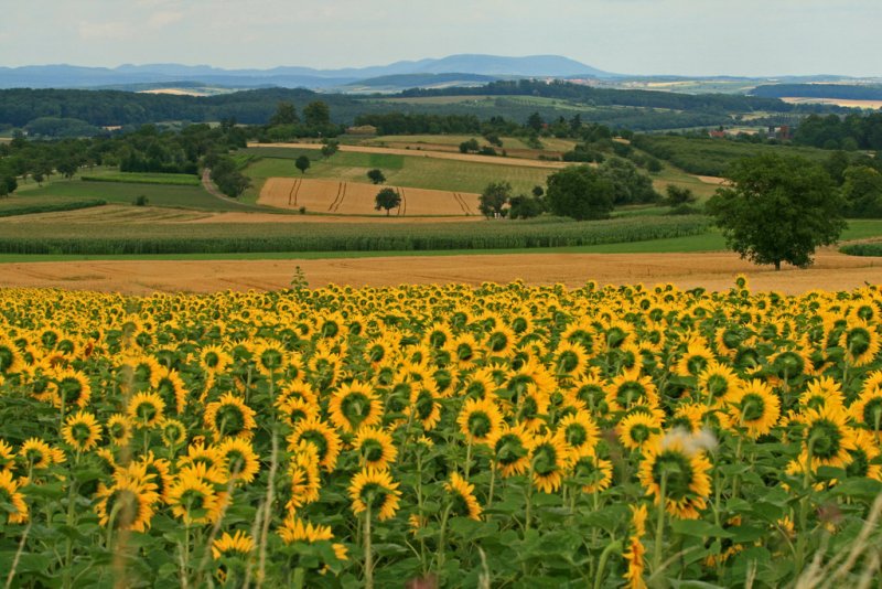 les tournesols