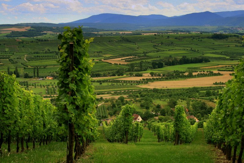 the vineyard in summer