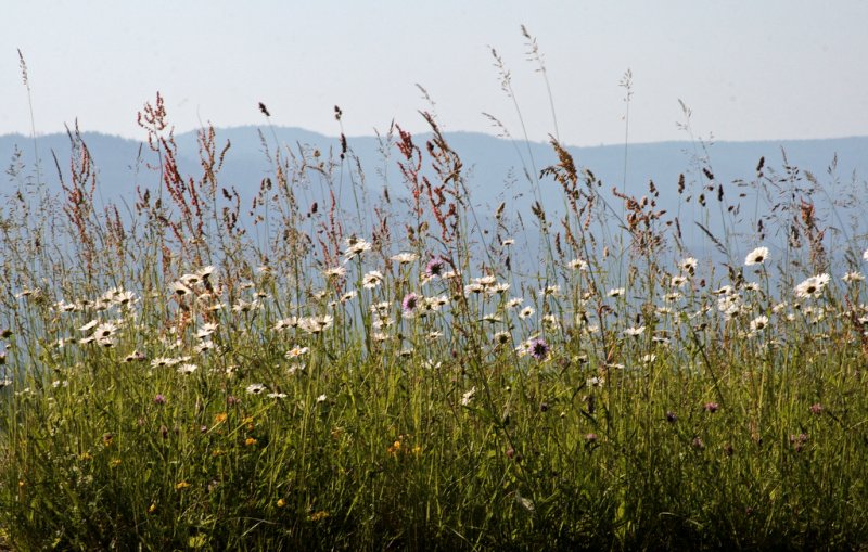 summer in the Vosges mountains