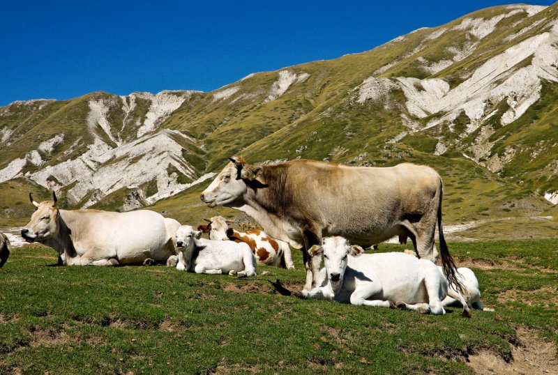 pastures