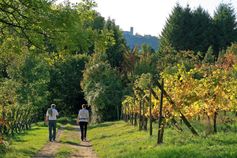 vineyard nearby Mittelbergheim