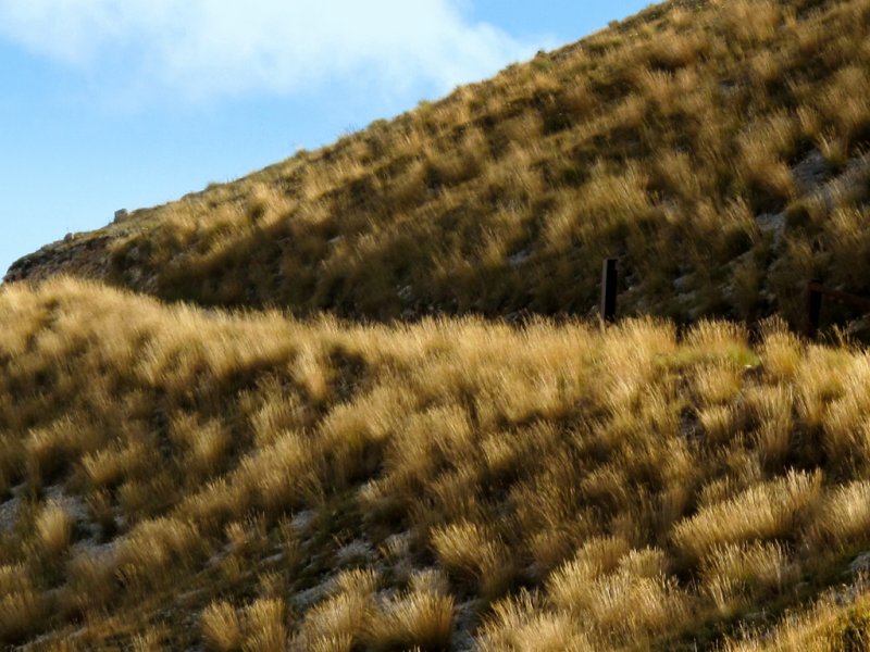 grass