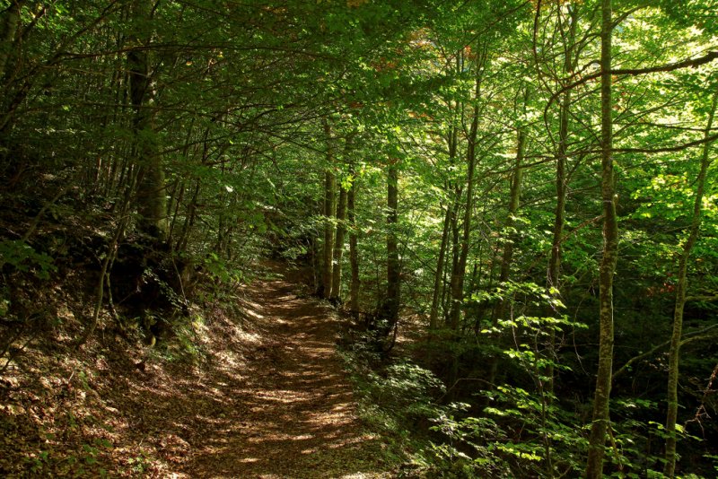 lost in the deep and dense forest