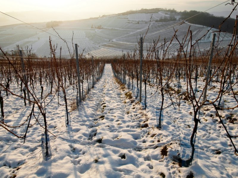 vines under snow