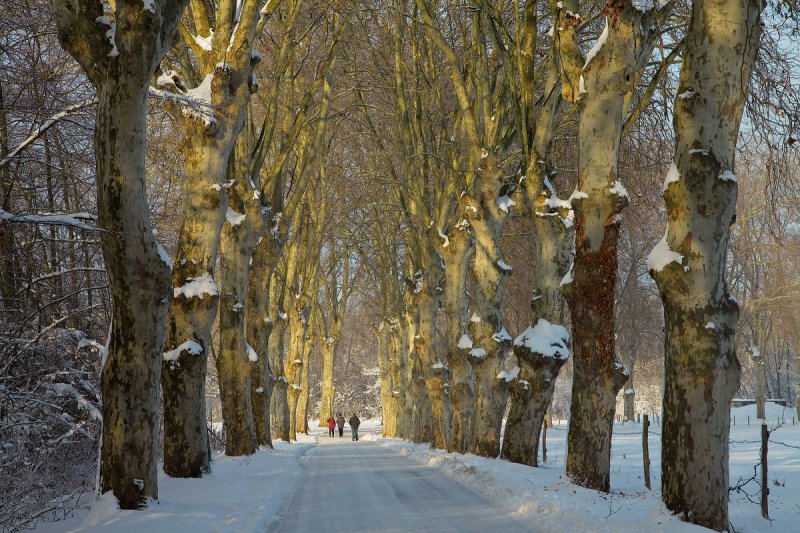 a cathedral of trees