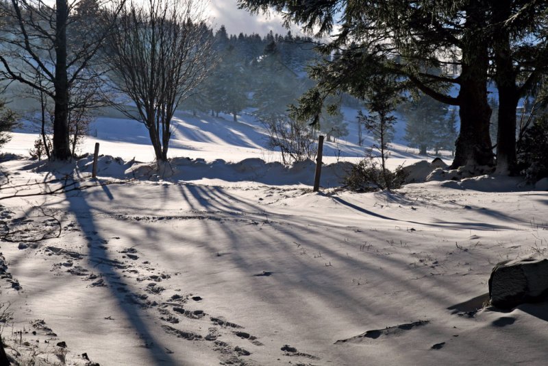 les Vosges en hiver.