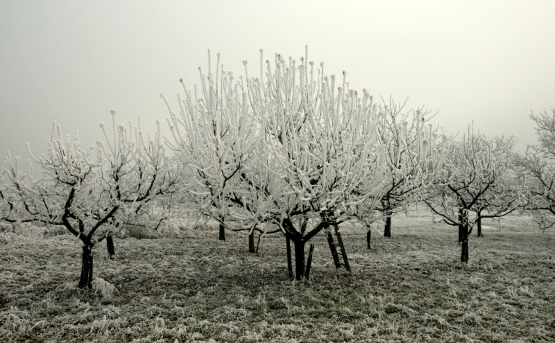 snow covered cherry trees.