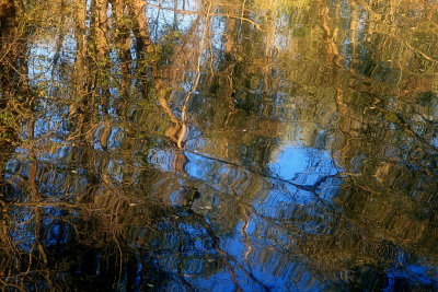 Psychedelic autumn reflections