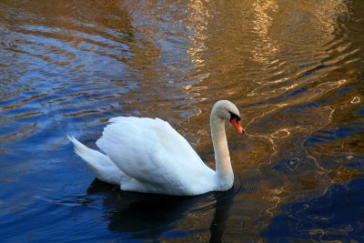 les cygnes.