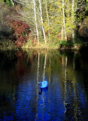 le cygne bleu.