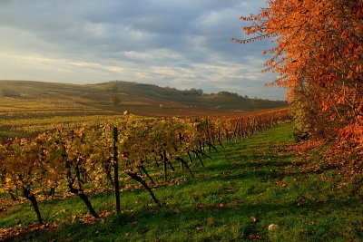 Soultz les Bains, vineyard