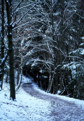 night falls on the forest.