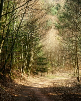 forêt de la Petite-Pierre.