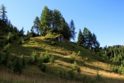 fir and larch