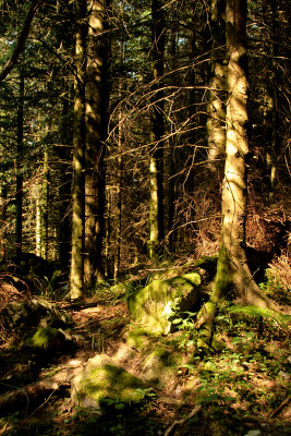 a dark fir forest