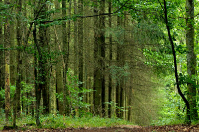 une forêt, en Alsace.