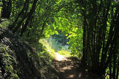 les Vosges du Nord