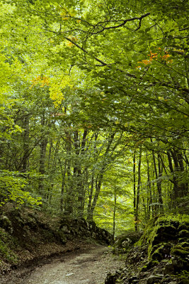 Pietracamela, forest # 2