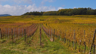 vineyard in autum
