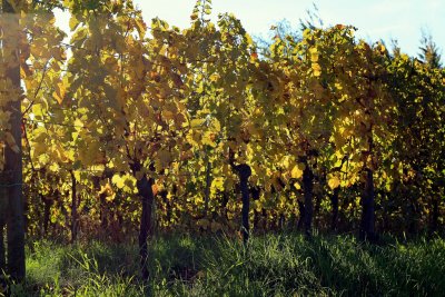 sunny vines in Mittelbergheim.