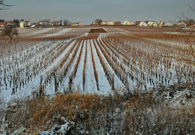 the vineyard in winter