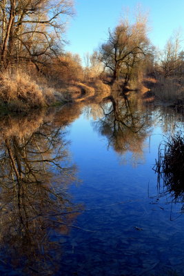 Rhinau island. reflections