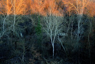 deep and dark forest.