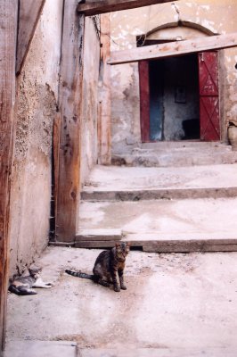 Dans la mdina