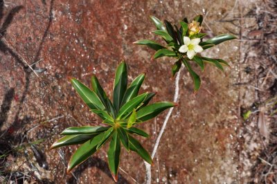 3363 Bako National Park