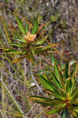 3366 Bako National Park