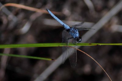 Blue dragonfly, libellule bleue, Bako National Park 3368