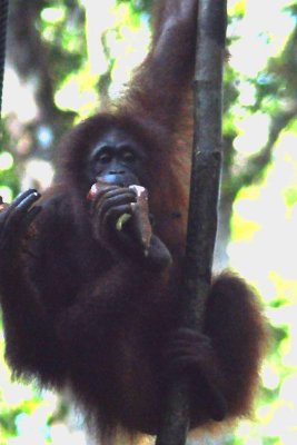3752 Semmengoh