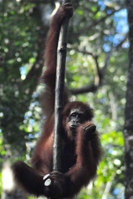 3778 Semmengoh