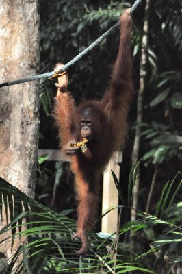 3878 Semmengoh