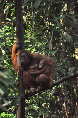 3898 Semmengoh