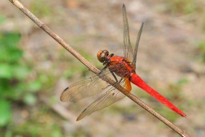 libellule rouge, red dragongly, Annah Rais 4016