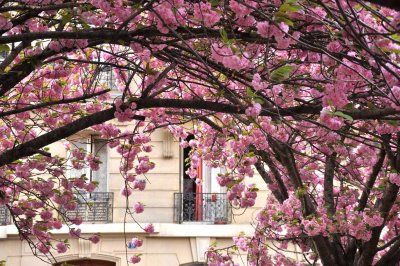 4825 Spring in Paris. Cherry blossoms
