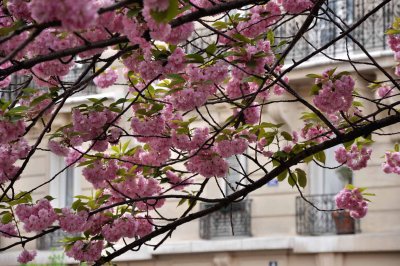 4826 Spring in Paris. Cherry blossoms