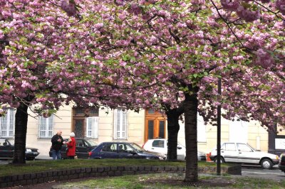 4845 Spring in Paris. Cherry blossoms