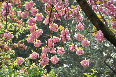 4879 Spring in Paris. Cherry blossoms