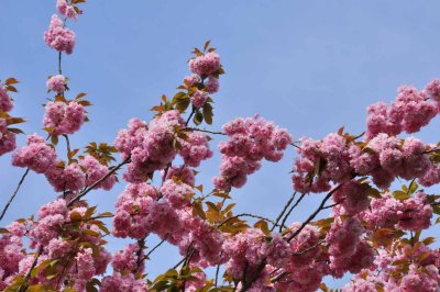 5024 Spring in Paris. Cherry blossoms