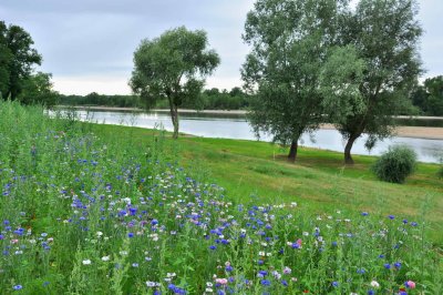 7893 la Loire à Mosnes