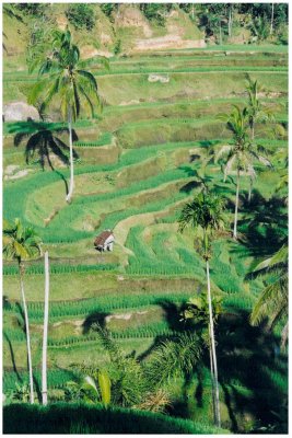 terraced rice fields, Ceking