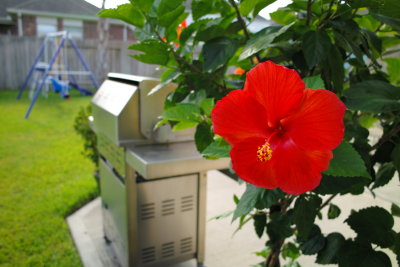 Backyard flower