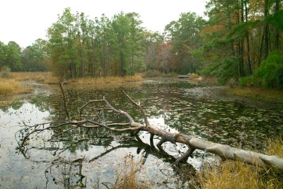 Houston Arboretum
