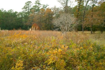 Houston Arboretum
