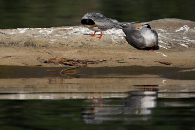 River Tern pair preening