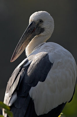 Openbill Stork