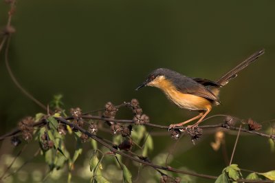 Tailorbird